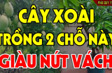 Trồng cây xoài trước nhà có tốt không?