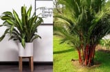 Trồng cây này trước nhà, gia chủ có nhiều lộc, phú quý ào ào kéo tới