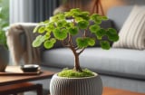 3 cây cảnh xấu xí giúp gia chủ trấn trạch, giữ nhà, hút tài lộc: Phúc – Lộc – Thọ vẹn toàn