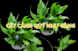 Cây này cực dễ trồng trong nhà lại mang tới may mắn giàu có và khỏe mạnh cho cả nhà