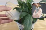 Gọt bỏ vỏ khoai tây rồi thả vào chai nhựa: Công dụng cực tốt, ai cũng cần dùng