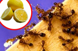 5 cách đuổi kiến ra khỏi nhà vĩnh viễn, rất đơn giản mà vô cùng hiệu quả
