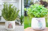 3 loại cây sinh ra để trồng trong nhà mùa hè, vừa dễ chăm vừa giúp không gian sống xanh mát, dễ chịu