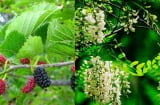 Tại sao người xưa dặn: 'Trước trồng hòe sau trồng dâu', đổi ngược lại được không?