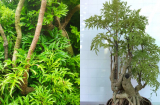 Vì sao trong nhà nên trồng cây đinh lăng?