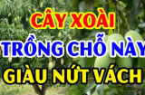 Trồng cây xoài trước cửa nhà có tốt cho phong thủy hay không?
