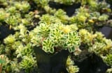 Vì sao chậu hoa Sen đá Sedum Atlantics vừa đắt vừa dễ chết nhưng nhiều người lại thích trồng? Mẹo hay cho bạn