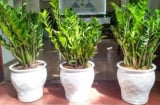 Đặt cây kim tiền ở 2 vị trí này hút tài lộc bậc nhất, chủ nhà giàu ú ụ, tiêu mãi không hết tiền
