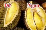 Mua sầu riêng muốn chọn trúng quả béo ngậy, múi vàng chín đều, hạt lép cứ nhìn 1 chỗ này