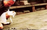 Tổ tiên dặn con cháu: Trong nhà chỉ cần giữ vững 3 điều này thì không bao giờ nghèo