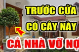 4 cây vào nhà, Tổ tiên phù hộ, 3 cây chặt bỏ tai họa cận kề, cụ thể là cây nào?