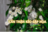 Khi thiết mộc lan nở hoa phải chú ý điều này kẻo tài lộc đi mất còn rước họa vào nhà