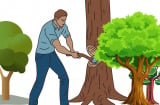 Người xưa nói: 3 cây này càng to càng thiêng, đừng dại chặt đi mà ốm đau lụn bại, gia đình khó giàu