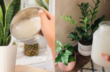 Có nên dùng nước vo gạo tưới trực tiếp lên cây không? Câu trả lời khiến 90% người yêu cây phải bất ngờ