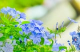Mùa hè nắng gắt hãy trồng 4 loại hoa này, càng nắng càng rực rỡ, dễ trồng lại thu hút tài lộc
