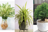 10 loại cây cảnh phong thuỷ ‘cứ đặt là phát’ cho gia chủ mệnh Thuỷ