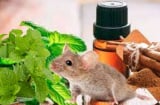 Đuổi chuột chạy ba phương tám hướng bằng các loại gia vị trong nhà