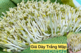 Mẹo chọn giá đỗ sạch, không có chất bảo quản hay hóa chất