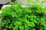 Các loại rau trồng tốt nhất vào tháng 6 ở miền Bắc