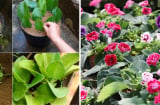 4 loài hoa cứ ngắt lá vùi vào đất là sống: Trồng trong nhà vừa đẹp vừa hút lộc tài