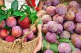 Lớp phấn trắng trên quả mận là gì? Ăn vào có hại không?