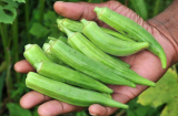 Lợi ích của đậu bắp đối với bệnh nhân tiểu đường