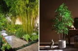 Mùa hè, trồng 5 cây cảnh giúp nhà luôn mát như điều hòa không khí: Vừa đẹp vừa tiết kiệm cả đống tiền điện