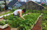Mùa hè trồng rau gì trong thùng xốp trên sân thượng tươi tốt, nhanh ăn