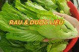 Ra chợ cứ thấy loại rau này thì mua ngay: Canxi gấp 4 lần sữa, bổ ngang sâm
