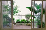 5 loại cây không nên trồng ở ban công kẻo mất tài lộc vào nhà, dù đẹp đến mấy