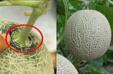 Mẹo chọn dưa lưới ngọt lịm, mỏng vỏ