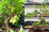 Trồng cây khế phong thủy nên trồng khế chua hay khế ngọt?