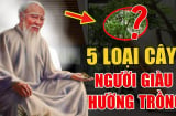 5 cây cảnh vừa hút vận may vừa lọc không khí, đặt trong nhà là tiền về ào ạt không ngừng