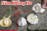 Cách bảo quản tỏi cực lâu, để nhiều tháng không hỏng, không ọp