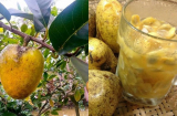 Loại quả xưa bỏ không nay bỗng nổi tiếng lên ngôi thành đặc sản, giá bán ngất ngưởng