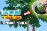 2 loại lá phơi khô quý ngang nhân sâm, dưỡng thận, mát gan hiệu quả
