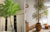 Cây cảnh như tắc kè hoa lá đổi màu, quả rực rỡ: Trồng 1 cây đã đủ tài lộc, phúc khí cho Shbet111 slot, casino, thể thao, xổ số