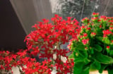 Ý nghĩa bất ngờ của cây hoa bỏng mà nhiều người chưa biết. Hoa bỏng loài hoa của hoài niệm chiêu tài hút lộc