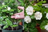 Bí kíp trồng hoa nhài: Chăm 4 bước đơn giản, hoa nở quanh năm, rộ cả trăm bông