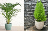 Trước nhà trồng cây cảnh gì để hút tiền bạc tài lộc, xua đuổi vận xui?