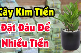 5 cây cảnh 'Thần giữ của', kẻ lười nuôi 'giàu', người siêng nuôi lại héo