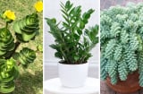 5 cây cảnh là 'Thần giữ của', tích phú, trữ tiền: Trồng 1 cây cải thiện phong thuỷ, hưng thịnh dài lâu