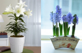 5 cây cảnh ‘mang vận xui’ vào nhà: Nên tránh xa để giữ bình an cho gia chủ