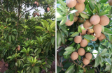 Có nên trồng cây hồng xiêm trước nhà không?