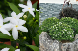Mang ‘phúc khí’ vào nhà với cây cảnh hoa nở quanh năm, thơm nhẹ, giúp thư giãn