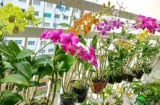 Vào tháng 6-7, các loại cây này không nên trồng hoặc để ở ban công, nếu không sẽ vàng lá, dễ héo