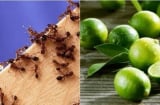 Mẹo đuổi kiến bằng gia vị nhà nào cũng có, hiệu quả ngay sau một lần áp dụng