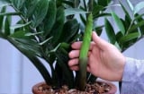 Người thuộc 2 mệnh này đừng trồng kim tiền, tài lộc đâu chả thấy, tai họa đã kéo về