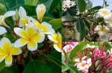 Vì sao hoa đại đẹp nhưng nhiều người kiêng không trồng cây hoa đại trước nhà? Ý nghĩa bất ngờ của cây hoa đại