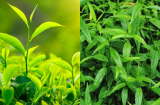 3 loại lá quen thuộc ở Việt Nam giúp hạ đường huyết, phòng ngừa ung thư hiệu quả